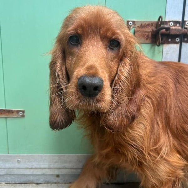 Jubilee - Hero Image