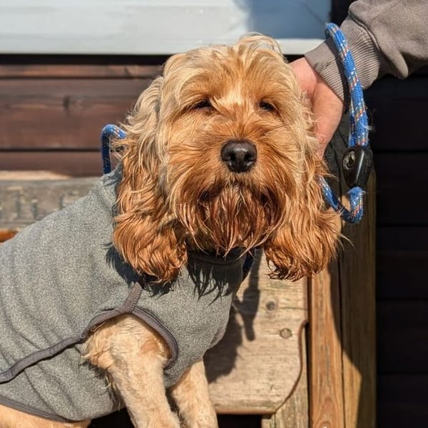 Lou Lou - Hero Image