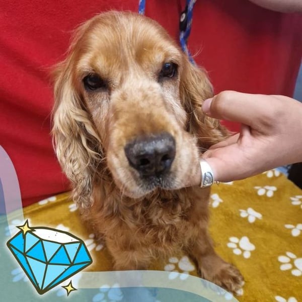 Molly Moo - Hero Image