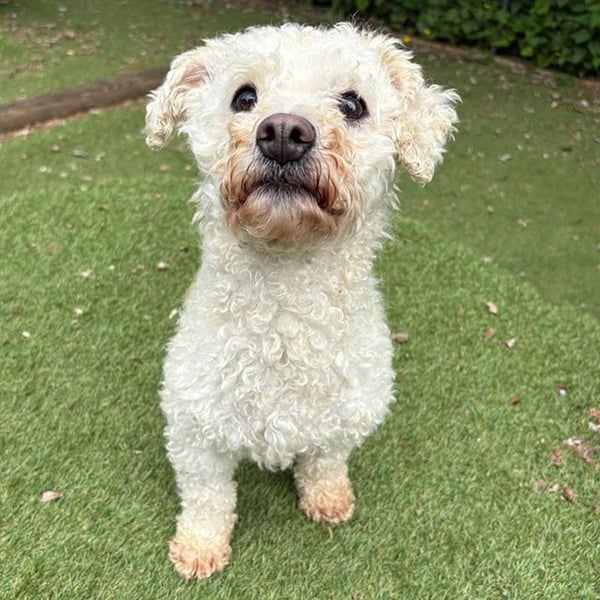 Mushroom - Hero Image