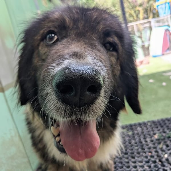 Orietta - Hero Image