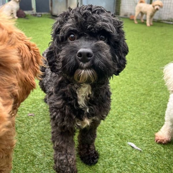 Peaches - Hero Image