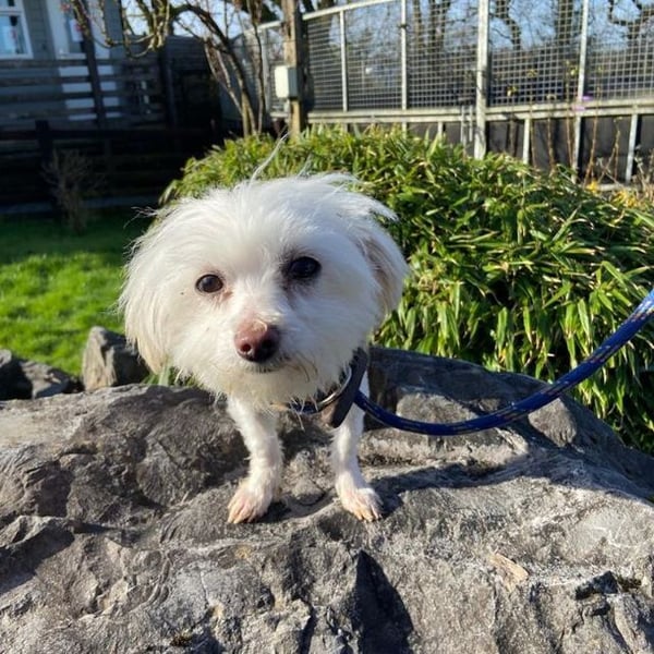 Pebbles - Hero Image