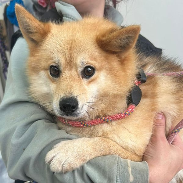 Primrose - Hero Image