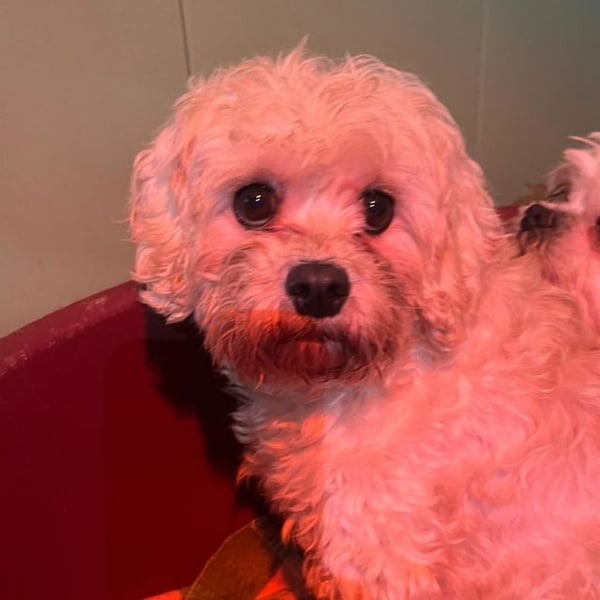 Ravelin - Hero Image