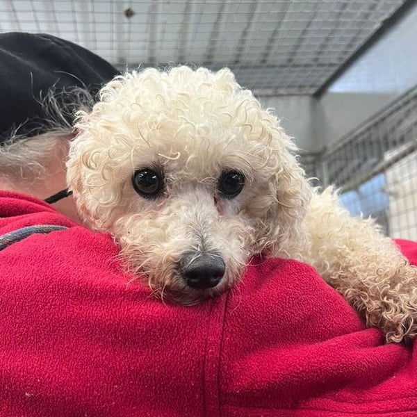 Rillian - Hero Image