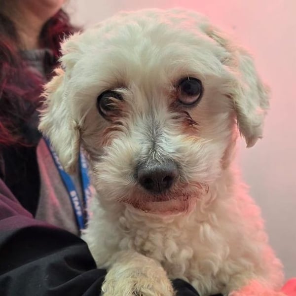 Rooktail - Hero Image