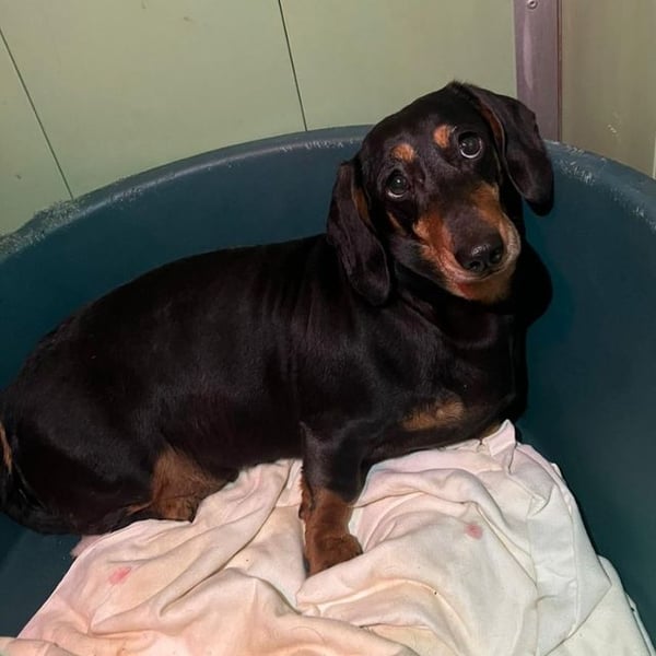 Rouxmele - Hero Image