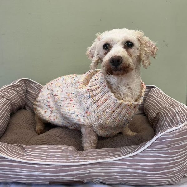 Sachiko - Hero Image