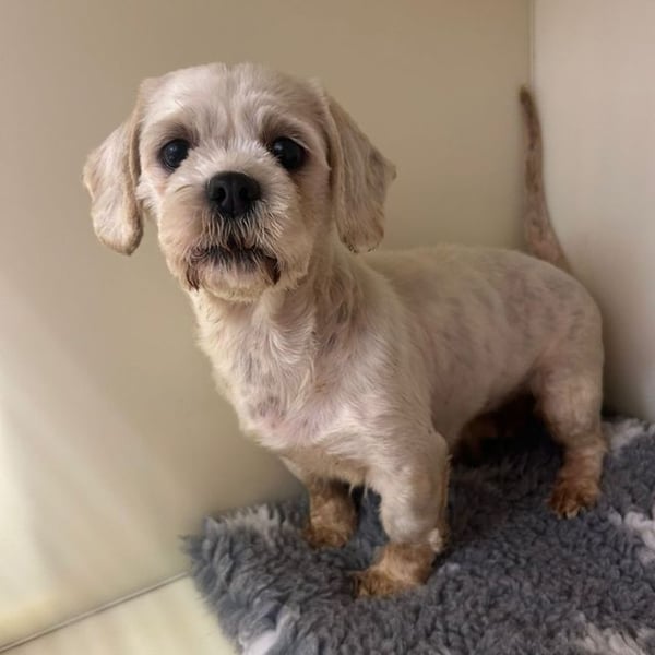 Tinkerbell - Hero Image