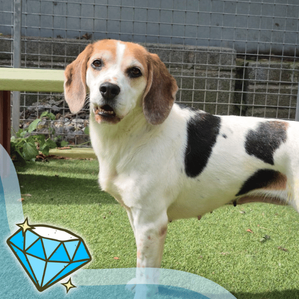 Topanga - Hero Image