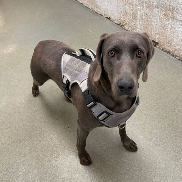 Whimsey - Hero Image