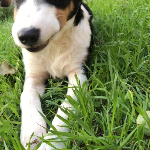 Cookieand Muffin - Hero Image