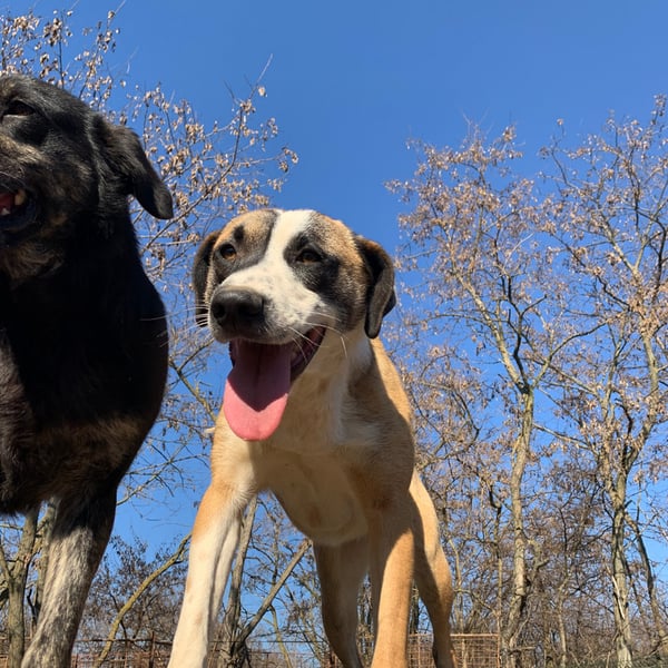 Dasha & Masha - Hero Image