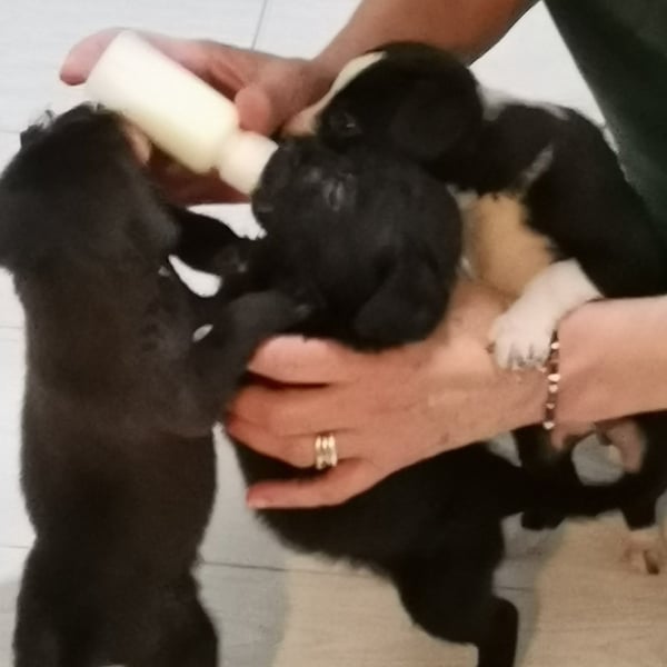 Flekica & Juca - Hero Image