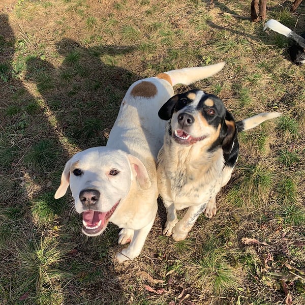 Han Solo - Hero Image