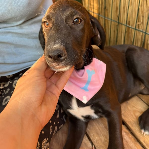 Hermiona - Hero Image