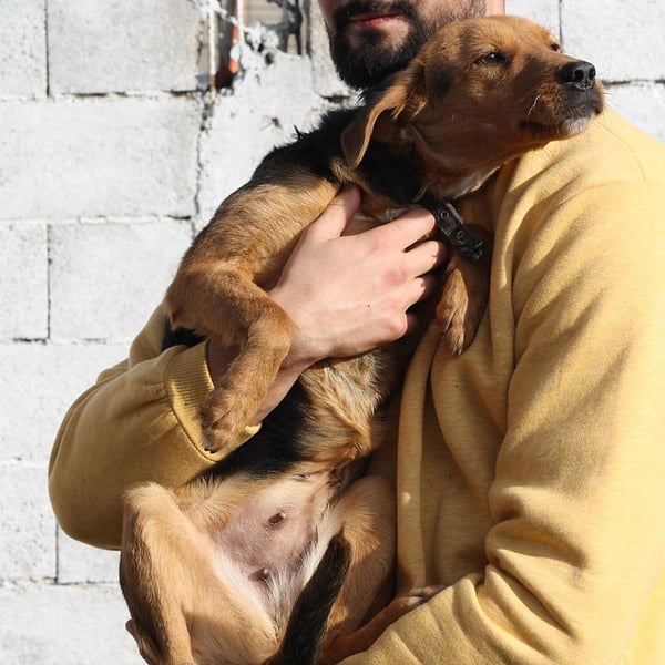 Jasmine ( Smilja ) - Hero Image