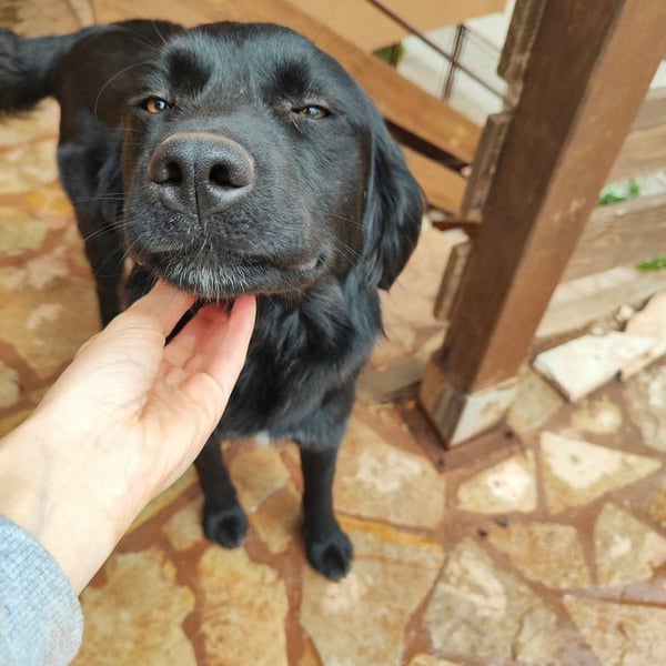 Lady & Boo - Hero Image