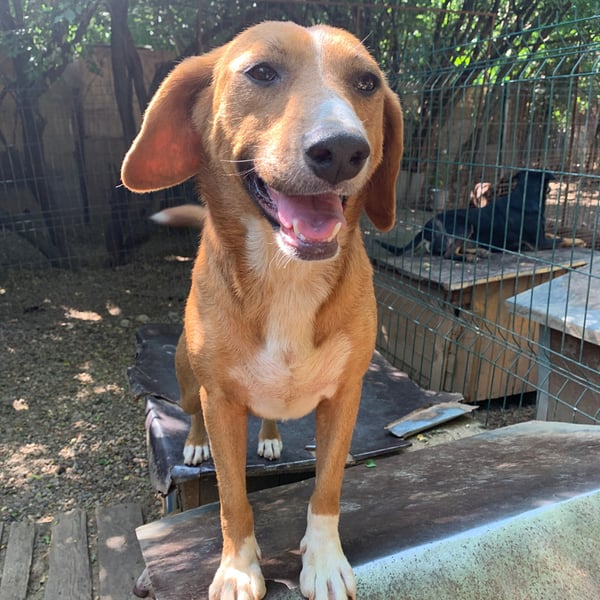 Lucinda - Hero Image