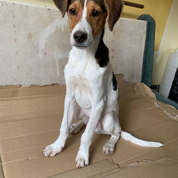 Mr Beans - Hero Image