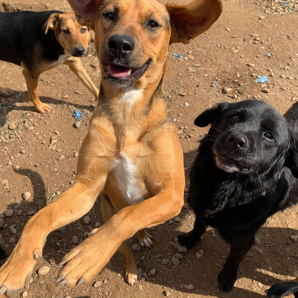 Pongo - Hero Image