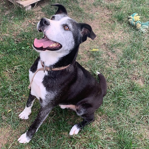 Pope - Hero Image