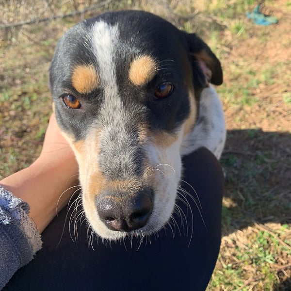 Princess Leia - Hero Image