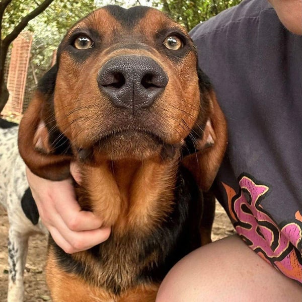 Rudy - Hero Image