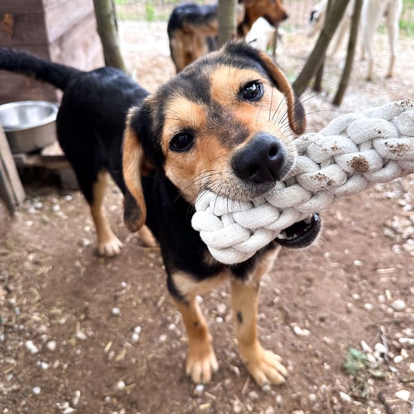 Victory - Hero Image