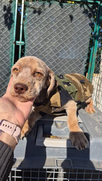 Chester - Hero Image