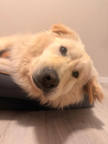 Dakota - Hero Image