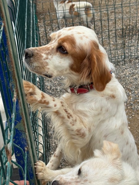 Serafina - Hero Image