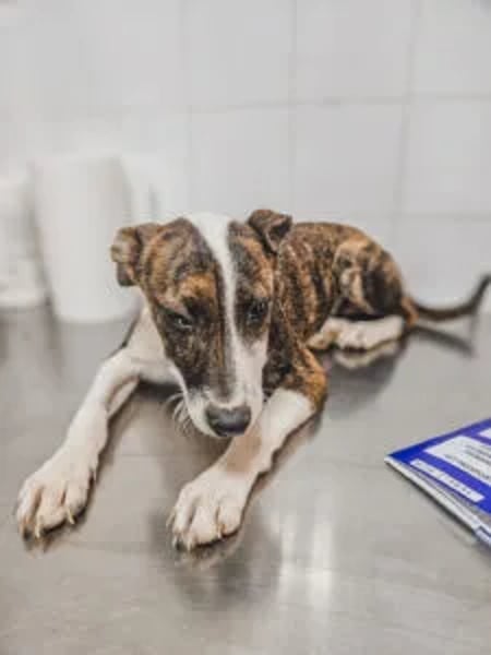 Anastasia - Hero Image