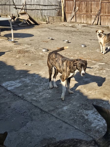 Charlie 2 - Hero Image