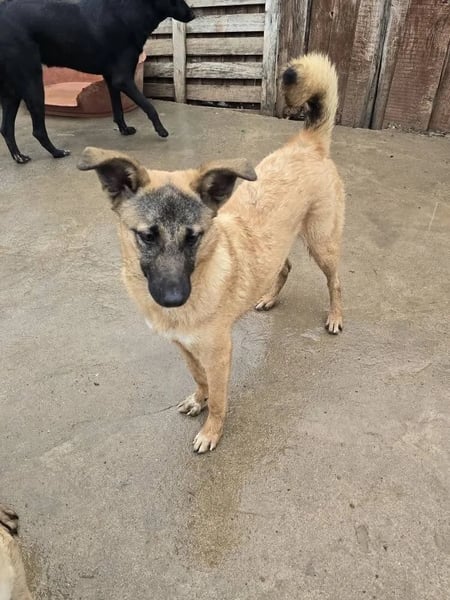 Cinnamon - Hero Image