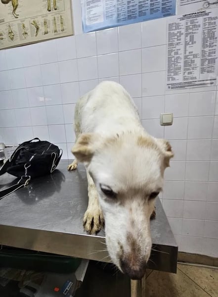 Clarabella - Hero Image