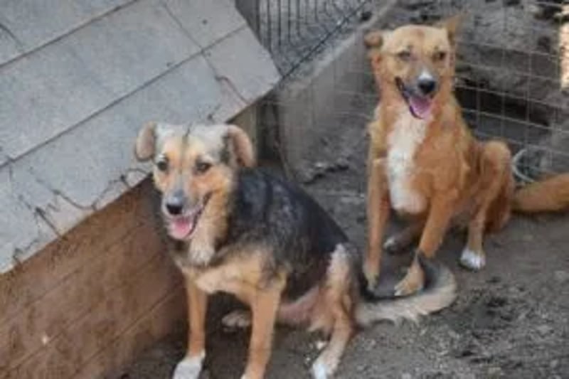 Contessa - Hero Image