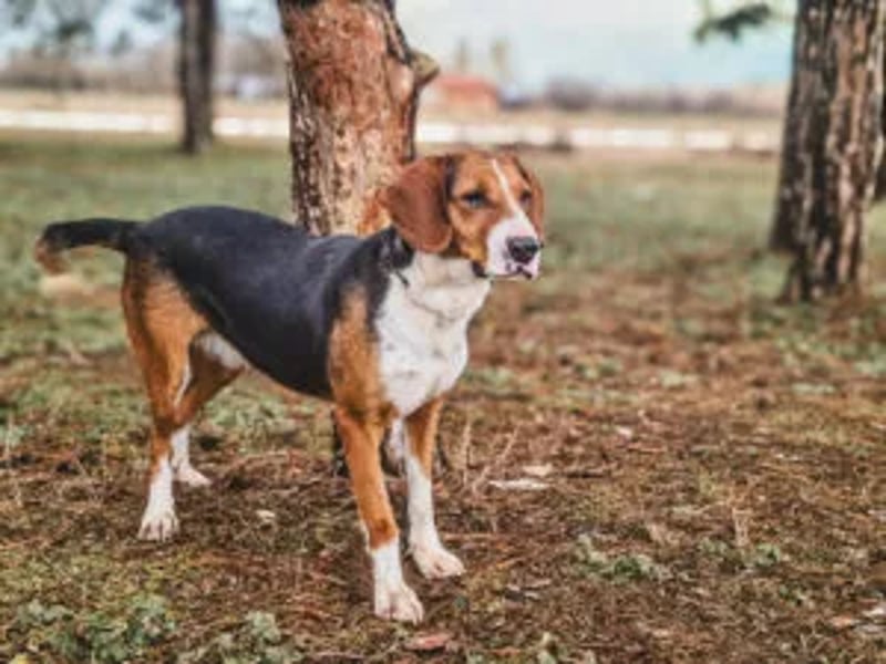 Delores - Hero Image