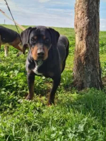 Diado Koladar Father Christmas - Hero Image