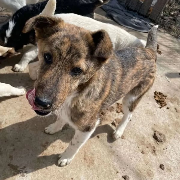 Mecho Topcho - Hero Image