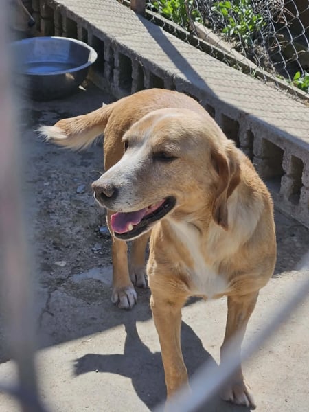 Peaches - Hero Image