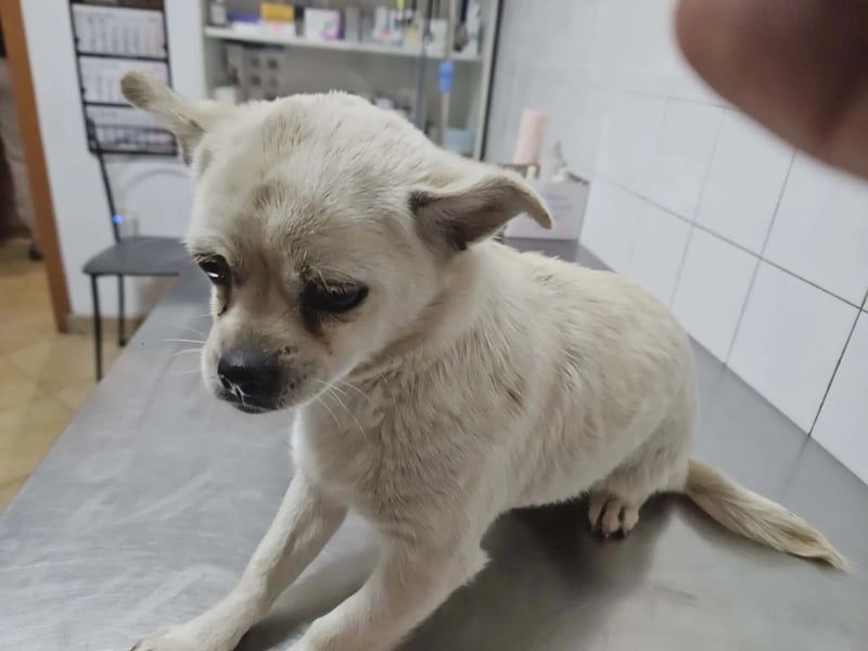 Princess - Hero Image