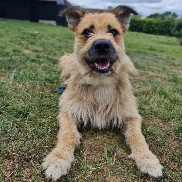 Todd EXPERIENCED HOME NEEDED - Hero Image