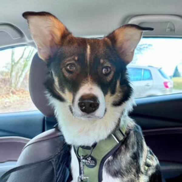 Achilles - Hero Image