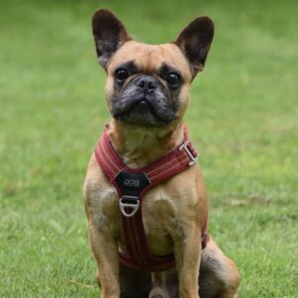 Asterix - Hero Image