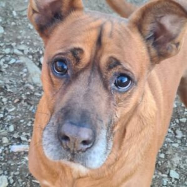 Barelli - Hero Image