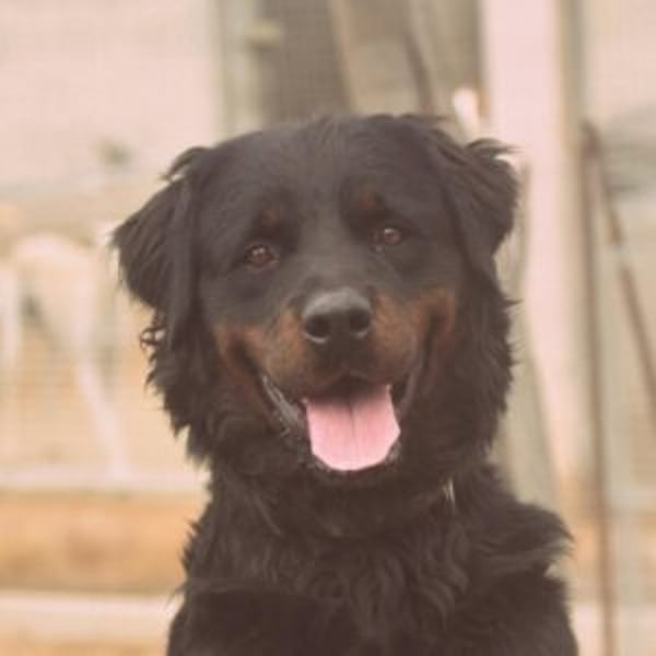 Bear - Hero Image
