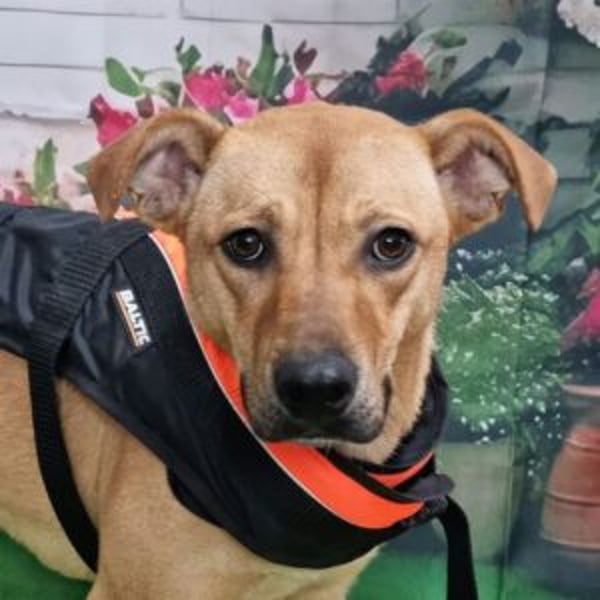 Bella - Hero Image