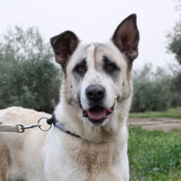 Bella - Hero Image